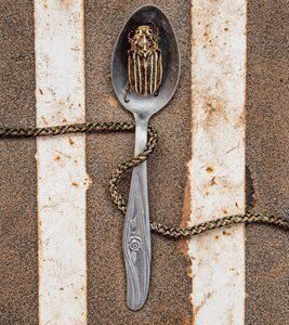 Striped Beetle in Spoon by Margeaux Bestard