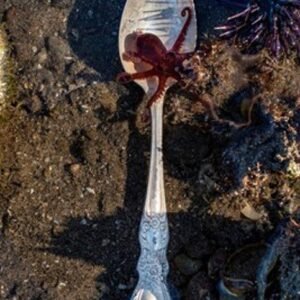 Baja Octopus in Spoon by Margeaux Bestard