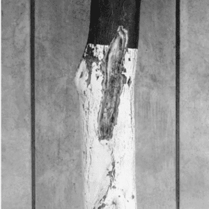 Trunk Scar by Kent Corbin