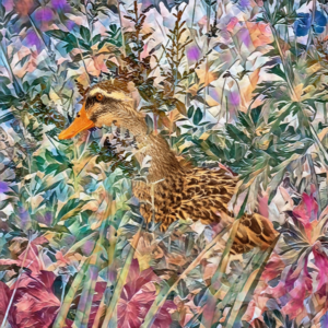 Duck and Cover by Reed Hearne