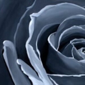 Rose in Grayscale by Becca Farmer