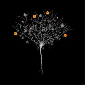 "California Poppy" by Jimmy Fike