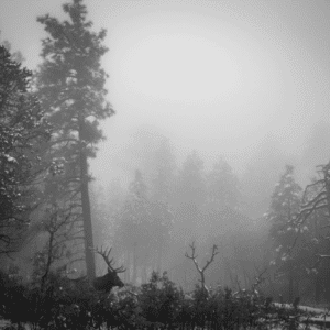 Into the Silence by John Linton