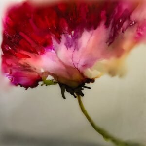 Red Flower by Jane Mishkind