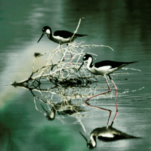"Black Necked Stilts" by Jon Jeffery