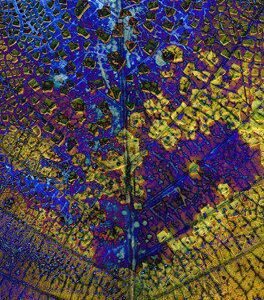 Yellow Leaf Bleeds Blue by Joey Melinda Morgan