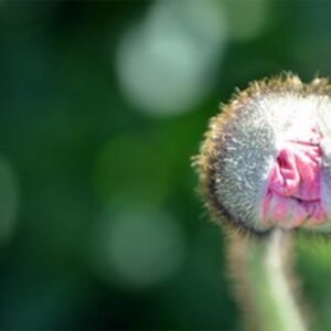 Bud by Julia Letcher
