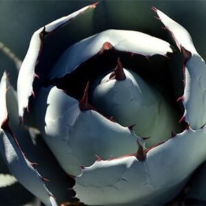 Cactus by Julia Letcher