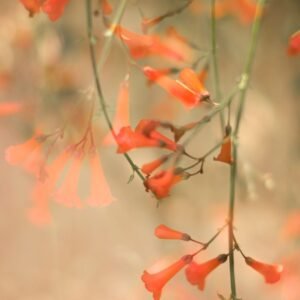 Twinkling Light by Nancy Miller