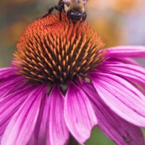 Bee Colorful by Tania Ritko