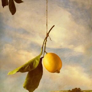 The Lure by Linda Ingraham