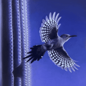 Twilight Glow of the Gila Woodpecker by James Guthrie
