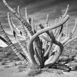 Sonoran Desert Masterpiece by Fred Ullrich
