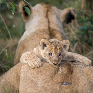 Mother Love by Randy Johnson