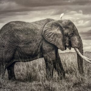 "Free Ride" By Randy Johnson