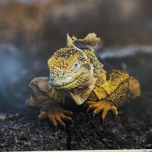 "Galapagos Upclose" By Randy Johnson