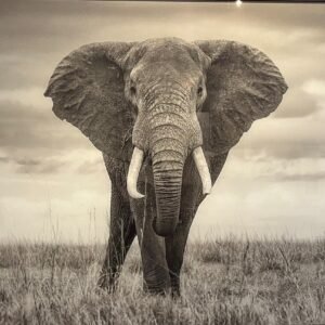 "Gentle Giant" By Randy Johnson