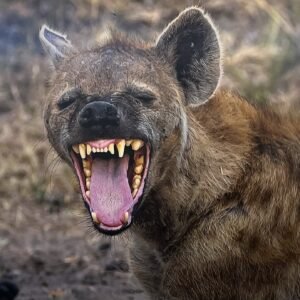 "Laughing Hyena" By Randy Johnson