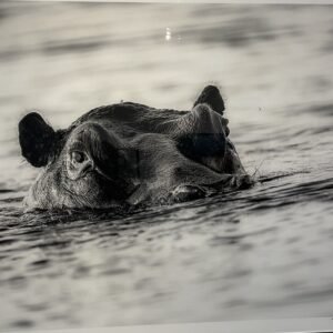"Lurking" By Randy Johnson
