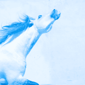 "Blue Horse 1" By Jody Miller