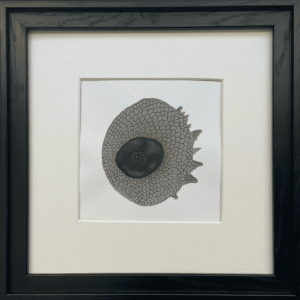 "Tetraodonitidae" By Carey Rasmussen